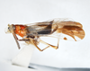 Habitus, lateral view on Vizcaya bakeri Muir, 1917: (Observation).