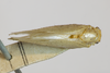Habitus, dorsal view on Anormenis coerulescens (Melichar, 1902): (Observation).