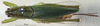 CollectionObject 1529071; ZIN 3225005, 170599ac-d1a9-4295-9ce4-8deb53dd7b8e: female, dorsal view (paratype). (CollectionObject).