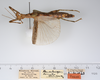 CollectionObject 1560742; e3a9695b-e704-49f9-ae77-9cefc57dddfb: copyright ZMUH, Hamburg. female, lateral view (holotype). (CollectionObject).