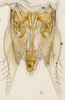 Subgenital plate: (Observation).