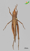 CollectionObject 2243699; Unioeste Cascavel K-0733, 402dfdf9-e29f-4272-a8e4-190aefbeef05: Female, dorsal view. (CollectionObject).