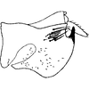 Pygofer, lateral view: Pygofer, lateral view. (Observation).