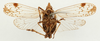 Habitus ventral view on Avephora eugeniae (Stål, 1859): (Observation).
