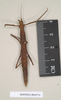 CollectionObject 1560435; dd64b8db-542d-499b-9925-069a0d78b473: copyright Natural History Museum, London. female (syntype). (CollectionObject).;CollectionObject 1560436; fb5361fa-2dec-4ea9-876a-b1c5e236ef61: copyright Natural History Museum, London. female (syntype). (CollectionObject).