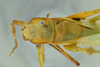 CollectionObject 1531567; 02c76e79-0caf-4851-b86e-1936b447178c: male head, pronotum and stridulatory area, dorsal view (syntype). (CollectionObject).