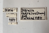 Other on Dikrella (Readionia) cedrelae (Oman, 1937): (Observation).
