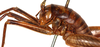 CollectionObject 1499235; 2fdb5a79-ea20-4d47-a592-29bdc6e3b68e: male, anterior portion of body, lateral view (holotype). (CollectionObject).