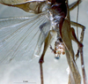 Eppioides malaya Hebard, 1922: male cerci. (Otu).