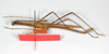 CollectionObject 1558436; fb2816dc-a4a7-456b-931d-cae4eb777901: copyright ZMB, Berlin. male, ventral view (holotype). (CollectionObject).