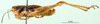 CollectionObject 1501280; 2f2275cc-c71f-4ece-b3a9-94c532b36489: male, lateral view (syntype). (CollectionObject).