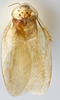 CollectionObject 1569227; 5870e9a2-5df8-41ce-aa59-78d71435ebe3: Photo by Heidi Hopkins. Holotype, adult male, dorsal habitus. (CollectionObject).