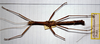 CollectionObject 1560676; fe78fb13-c03f-47a2-843d-76a28de81b61: copyright MHNG Geneva. male of synonym Oxyartes spinosissimus (holotype). (CollectionObject).