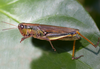 Leiotettix flavipes Bruner, 1906: female (Paraguay, San Bernardino). (Otu).