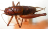 CollectionObject 1543580; c09a5c7d-a8fe-4bd8-82a0-0f708c3a7b88: male, dorsal view (probably syntype). (CollectionObject).