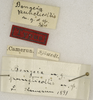 CollectionObject 1529753; 8392cf3e-a857-47a7-a025-c7c2e92e4284: labels (holotype). (CollectionObject).