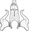 Stylus on Brazosa mildredireanae Pinedo-Escatel & Dietrich, 2020: (Observation).