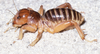 CollectionObject 2804608; 5ce37195-aa06-47e3-bac1-2904e9919e49: male, alive (paratype). (CollectionObject).