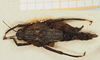 CollectionObject 1584086; 0ff61696-5aa7-4452-862a-5201c3d68bea, NHMUK010924481: female, dorsal view (syntype). (CollectionObject).