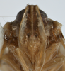 Head on Cubana cypassis Fennah, 1971: (Observation).