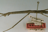 CollectionObject 1559079; b24753ed-839c-43a2-8ad4-00c302d5c500: copyright NHRS, Stockholm. female: head and thorax of Hyrtacus tuberculatus (holotype). (CollectionObject).