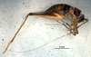 CollectionObject 1581937; 165bea9d-f074-4850-bb8b-8c339d587468: female, lateral view (allotype). (CollectionObject).