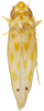 Habitus, dorsal view: Habitus (paratype, KSEM collection). (Observation).