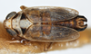 Habitus, dorsal view on Elachodelphax (Aschedelphax) hochae (Wilson, 1992): (Observation).
