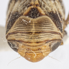 Head on Clastoptera arizonana Doering, 1929: (Observation).