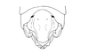 Megacephalacris pugnax pugnax (Gerstaecker, 1873): Fig. 68. male abdomen tip, dorsal view. (Otu).