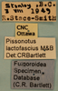 Other: !! display not done !! on Pissonotus lactofascius Morgan & Beamer, 1949: (Observation).