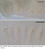 Termes fatalis Linnaeus, 1758: Termes fatalis. (Otu).