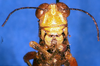 CollectionObject 1505380; baf8d91f-1fe7-4e41-8778-f60797d47bfd: male, frontal view (syntype). (CollectionObject).