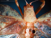 CollectionObject 1502595; 1d1f905e-417f-453d-9a06-a0204e507152: male head, pronotum, and stridulatory area. (CollectionObject).