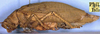 CollectionObject 1517077; 0df7a472-0760-4286-953c-3ce8823bfd87: male, lateral view (holotype). (CollectionObject).