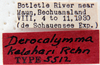 Derocalymma kalahari Rehn, 1933: Photo taken by Heidi Hopkins. (Otu).
