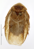 CollectionObject 1587472; MNHN(SF IMPORT DUPLICATE) MNHN-EP-EP729, fc5d2253-0615-4e22-abe1-dc6925094858: CC BY-NC-ND 4.0/MNHN - Depraetere Marion - 2014. Type, male, of senegalensis Chopard, 1929. Specimen number: MNHN-EP-EP729. http://coldb.mnhn.fr/catalognumber/mnhn/ep/ep729. (CollectionObject).
