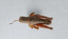 CollectionObject 2869242; CNCI 1013684, cbdeba53-02b1-4a46-9ec2-46257d383d51: Booneacris polita. (CollectionObject).
