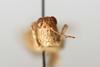 CollectionObject 1592221; ff2ead38-5085-45f8-9029-df12b7ebd3eb: female, frontal view (syntype). (CollectionObject).