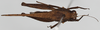 CollectionObject 1581300; b1382526-dcf8-4737-8db1-5b3c0cafed3c: female, dorsal view. (CollectionObject).