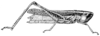 Macrotona australis (Walker, 1870): Fig. 8. female Eumacrotona simplex Sjöstedt (body length including elytra 28 mm, elytra 20 mm, hind tibiae 13.5 mm). (Otu).