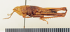 CollectionObject 1570997; a08d6ca6-114a-4821-a7b5-56b505876832: male, lateral view (paratype). (CollectionObject).