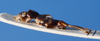 CollectionObject 1476697; a4c379a2-dec5-403b-bef7-12c3cb50fea9: male, lateral view (holotype). (CollectionObject).
