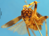 CollectionObject 1505250; f6343758-bbe0-47e4-9c5d-f7321849863d: male, frontal view (holotype of Gryllacris baramica). (CollectionObject).