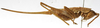 CollectionObject 1539558; 45ef1569-a2ba-473b-8dc1-f445e1414b5d: female, lateral view (holotype of Hemisaga hastata). (CollectionObject).