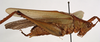 CollectionObject 1534507; 75ba925d-712a-4e9f-8d94-aa838f185da0: male, lateral view (syntype). (CollectionObject).