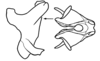 Xyleus lineatus (Bruner, 1906): cingulum, lateral and dorsal view. (Otu).