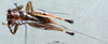 CollectionObject 1537887; 0adda595-35e8-4ecb-a67f-b063a00642af: female, dorsal view. (CollectionObject).