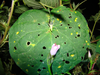 Oecanthus lineolatus Saussure, 1897: male using leaf opening as baffle. (Otu).