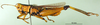 CollectionObject 1501192; 57ccbbc5-349f-44a4-8a8c-dde702498c10, DORSA BA000081S01: male, lateral view (holotype). (CollectionObject).
